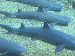-海合安青岛极地海洋公园