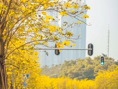 -洲头咀公园
