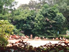 -广州长隆飞鸟乐园