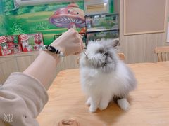 -藦茜花园宠物主题亲子互动体验馆(国顺东路店)