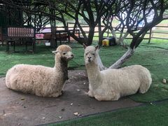 -秀丽东方