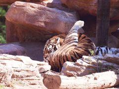 -北京野生动物园