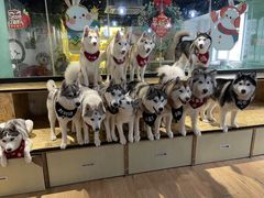 -Husky Go! 哈士奇体验馆·宠物咖啡厅狗咖