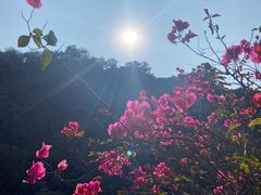 -云溪植物园