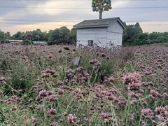 -紫颐香薰山谷景区