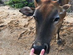 -那琴半岛地质海洋公园