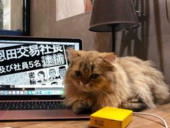 -松果猫咖(桐乡吾悦金街店)