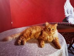 -猫大福·Fortune Cat猫舍(百子湾店)