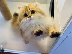 -十月米努特矮脚猫舍