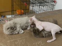 -宠颐生宠物医院·综合诊疗(先锋分院)