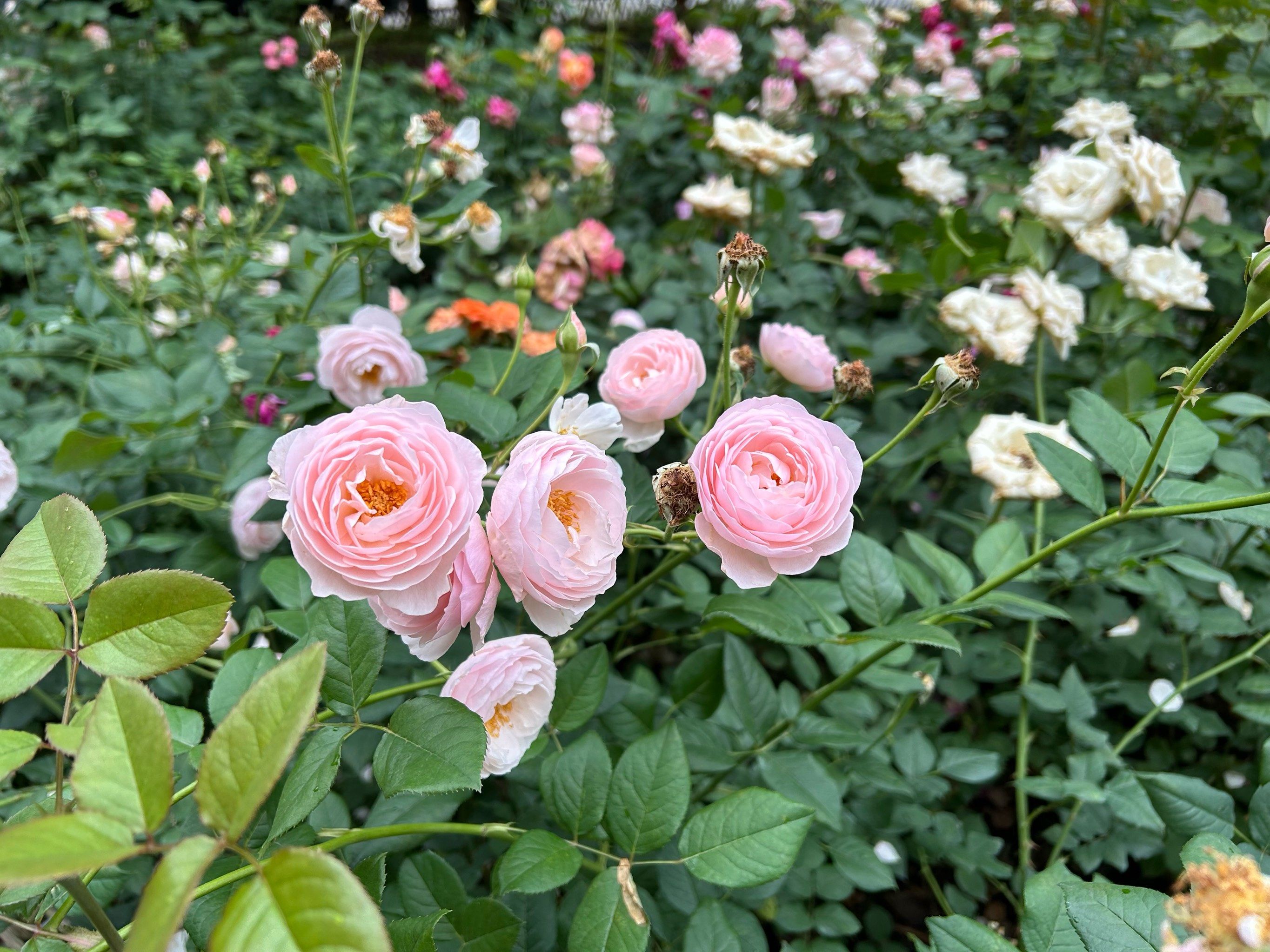 城市尝鲜计划掉在花丛中了哈哈哈哈,玫瑰花海
