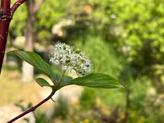 -燕郊植物园