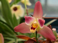 -中国科学院华南植物园