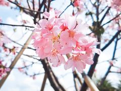 -天适樱花悠乐园