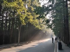 -日照海滨国家森林公园