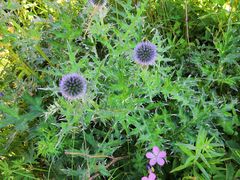 -白草畔自然风景区