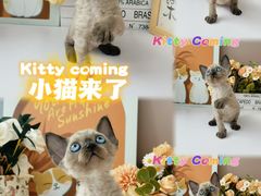 -小猫来了·猫舍(红山六九七九店)