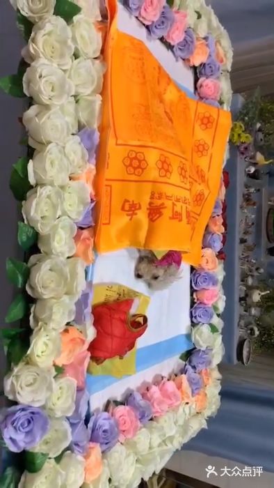 彩虹桥宠物火化殡葬善终服务(金乐大厦店)图片
