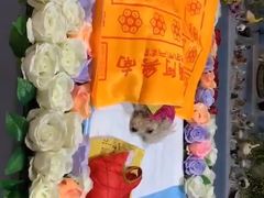 -彩虹桥宠物火化殡葬善终服务(金乐大厦店)