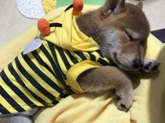 -逗柴咖啡屋·狗咖猫咖宠物桌游