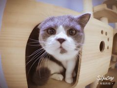 -喵的天空名猫咖啡馆·撸猫·猫舍·用品
