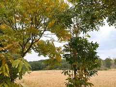 -广富林郊野公园