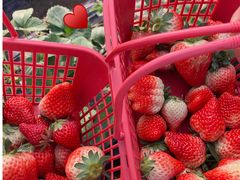 -胜丰草莓采摘园