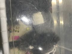 -瑞派天使宠物医院·神经外科·骨科·核磁(洛川中路店)