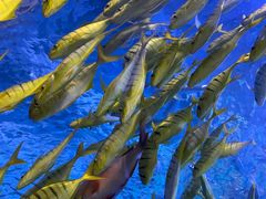 -太平洋海底世界