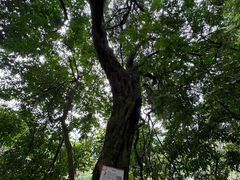 -南宁良凤江国家森林公园