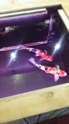 -鳌首刺青纹身 穿孔饰品店