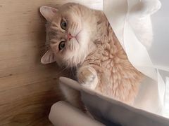 -东方名猫馆·英短金渐层布偶猫舍(环线广场1号楼店)