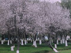 -院士公园
