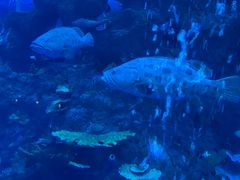 -成都浩海立方海洋公园