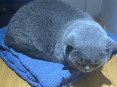 -有猫主题·治愈系猫咖(曾厝垵店)