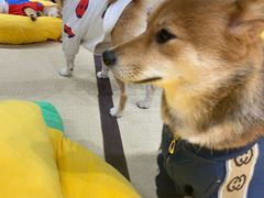 -逗柴咖啡屋·狗咖猫咖宠物桌游