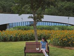 -野狸岛