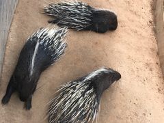 -石家庄市动物园