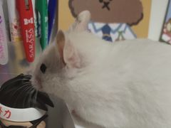 -钓仓鼠(洋桥北里小区店)