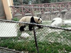 -成都大熊猫繁育研究基地