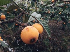 -塘栖枇杷特色园区