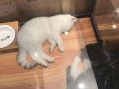 -袖虎·猫馆(体育西路店)