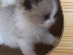 -Bastet sally猫舍购宠(静安店)