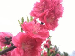 -深圳仙湖植物园-停车场