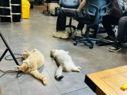 -極致刺青TATTOO STUDIO 私人订制