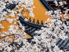 -灵谷景区