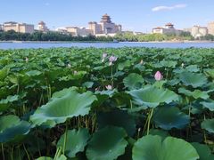 -莲花池公园