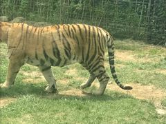 -上海野生动物园老虎餐厅