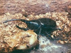 -上海大自然野生昆虫馆(东方明珠·爬宠昆虫探索中心)