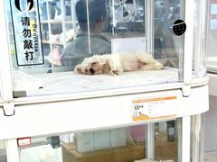 -翊宠yipet猫狗购宠庄园犬舍•猫舍
